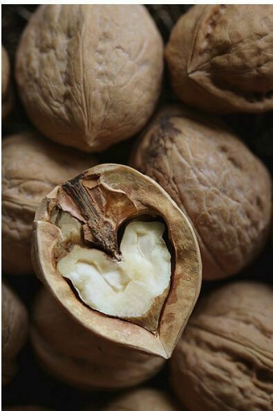 Gheriglio di noce
