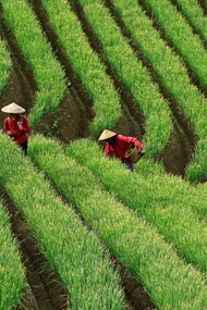 By restoring soil health naturally, regenerative agriculture provides cost-effective, abundant harvests that build economic security, improve global health, and foster long-term peace