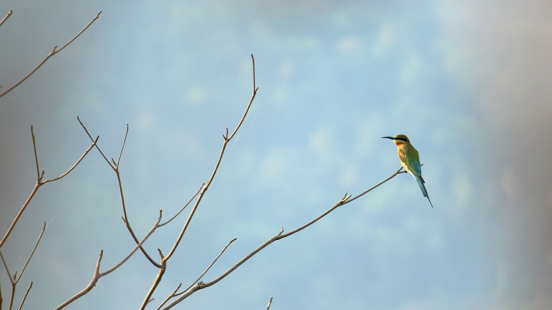 One beauty in a multitude