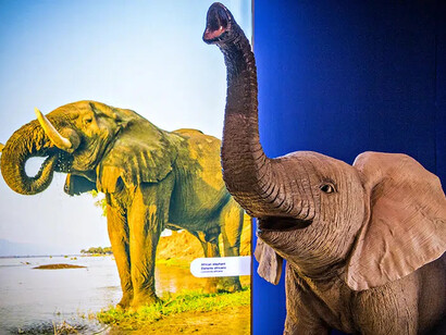 Staying alive: animal defenses, exhibition view. Courtesy of the Witte Museum