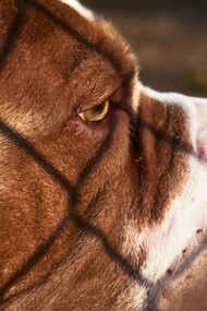 Cachorro e sombra de grades. O cão pareceu perceber a minha presença, mudou de direção e rumou ao meu encontro. Fiquei alerta. Ele veio andando lentamente e quando chegou a cerca de uns dois metros parou. Levantou a cabeça e me olhou fixamente. Pude então notar que ele estava cravado de dezenas de espinhos no focinho e em torno dos olhos