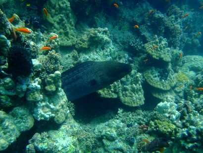 Seabed