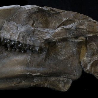 Grounds For Discovery. Courtesy of Royal Tyrrell Museum