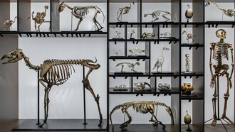Esqueletos de animais e humanos integram uma exposição museológica dedicada à história da vida. A imagem coloca lado a lado diferentes formas de existência e evoca a longa trajetória evolutiva que precedeu o ser humano — sem que a evolução tenha necessariamente seguido um caminho em direção a ele
