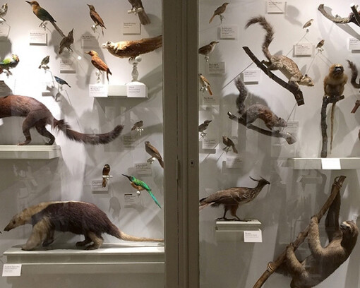 Central and South America. Courtesy of Harvard Museum of Natural History