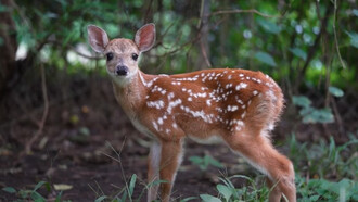 Mucha fauna perdió su hábitat y sus corredores naturales pero aquí pueden vivir en paz. Centro de Rescate y Santuario Las Pumas. Guanacaste, Costa Rica