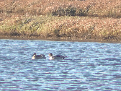 Papere, foto di Francesco