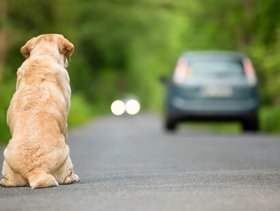 With sorrowful eyes, the abandoned dog gazes at his owner's car fading into the distance