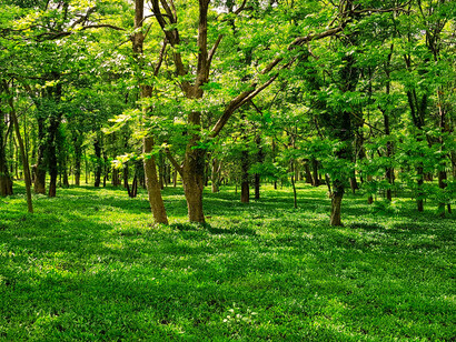 Environmental preservation: the time has come for new approaches to be manifest in constitutional provisions