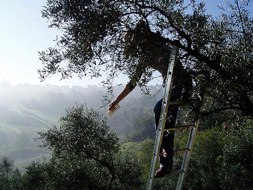 Lebanese olive trees