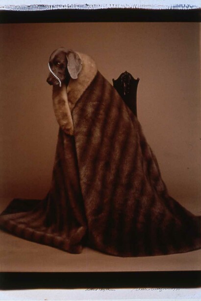 William Wegman, Dotted rhythm (detail), 1990. Courtesy of Norton Museum of Art