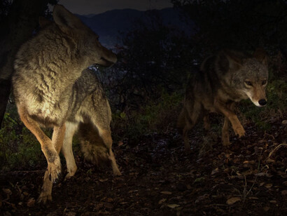 Par de coyotes acechando