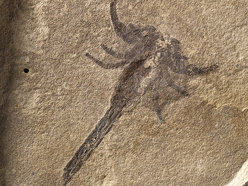 Dawn of Life. Courtesy of ROM