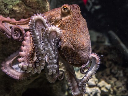 Harder than the octopus, means to have a head which so hard that does not break even if beaten against rocks
