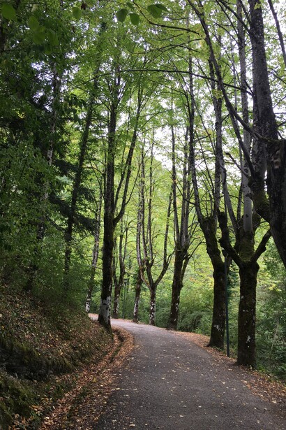 Un bel viale alberato
