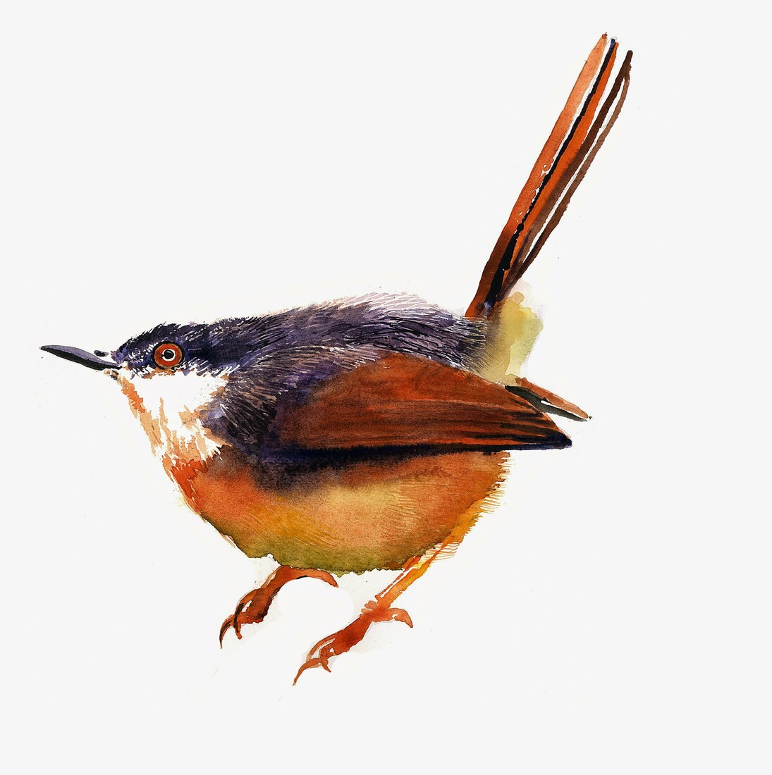 Giorgio Maria Griffa, Ashy Prinia (Prinia socialis), 38 x 38 cm
