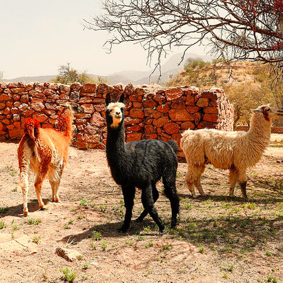 La carne de la llama, con bajo contenido graso y alto valor proteico, es apreciada en comunidades altoandinas, aunque todavía no alcanza una difusión masiva