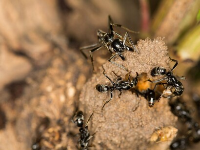 Megaponera analis che cacciano termiti