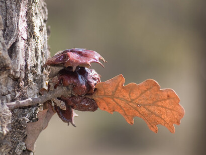Galla di Andricus dentimitratus (Quercia)