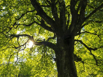 Les arbres nous donnent sans contrepartie ni attente