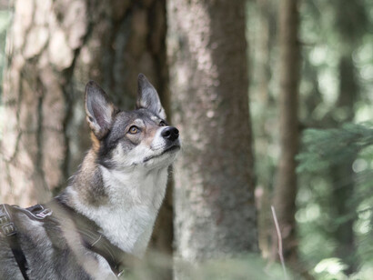 Jovem lobo acinzentado, de peito estufado e narina para cima, com olhos cor de mel