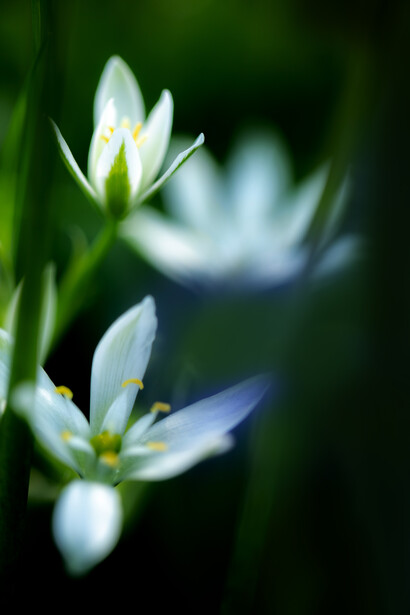 Natural, ph. Michael Stillwater