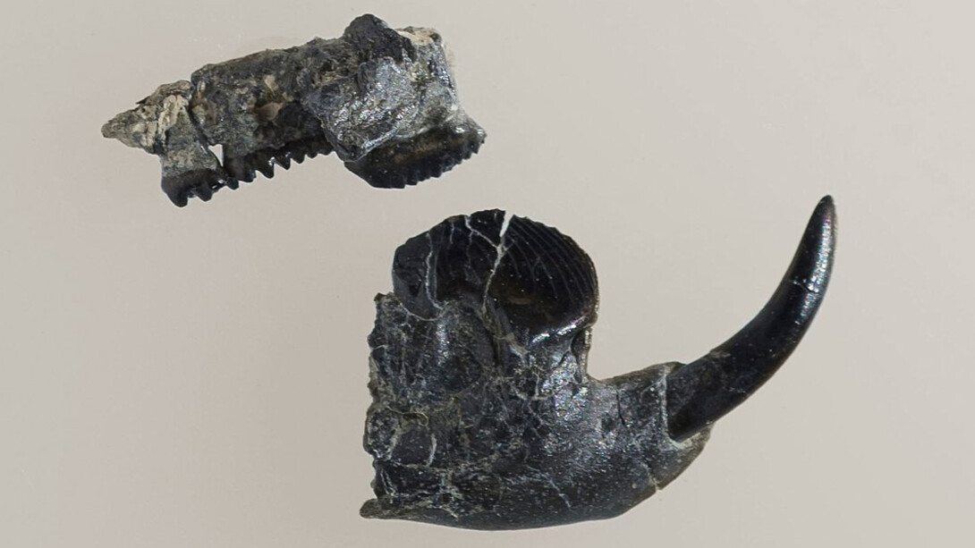 Fossils in Focus. Courtesy of Royal Tyrrell Museum