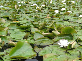 Los consejos de ayurveda: se enfocan en el equilibrio de los tres doshas (Vata, Pitta y Kapha) y busca promover una vida equilibrada y armoniosa. Salud y metáfora del caballo muerto 