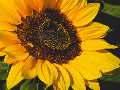Acercamiento a una flor de girasol. Aprende a compartir su entusiasmo y haz que la felicidad de las personas que te importan sea parte de tu felicidad