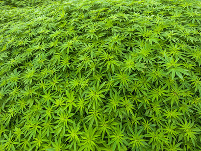 En estados como California, el cannabis se ha revelado como un negocio muy lucrativo para las arcas públicas