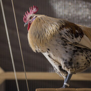 It's about time. Courtesy of Serlachius Museum