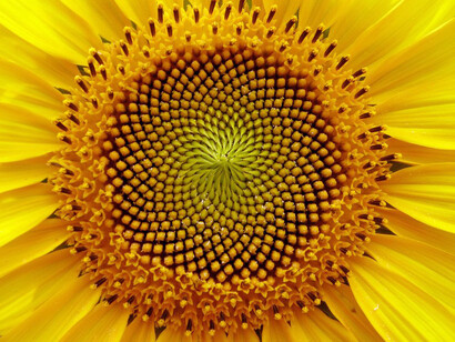 Acercamiento al centro de una flor de girasol