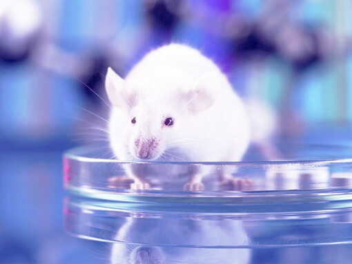 Si continua a utilizzare gli animali in laboratorio