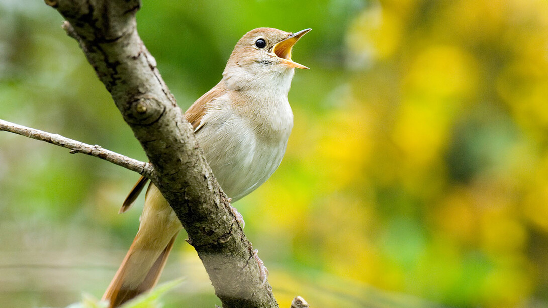 La voce della natura