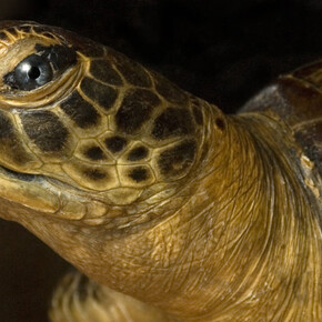 Reptiles and Amphibians Gallery. Courtesy of Museo di Storia Naturale