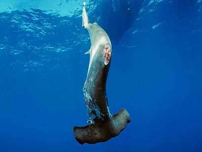 If you only ban the fin, people will still catch the shark