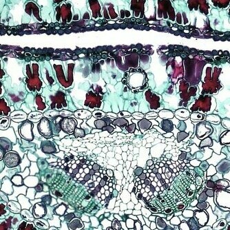 Le débat sur la nature des virus repose sur des notions complexes