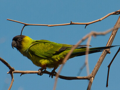 Ralph W. Schreiber Hall of Birds. Courtesy of The Natural History Museum