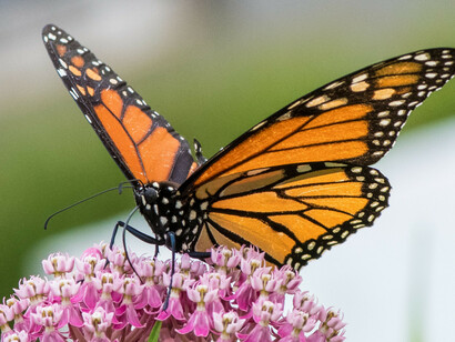 Monarch Butterfly