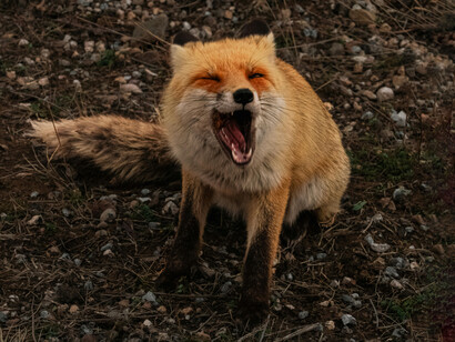 El zorro portaba con el pelaje rojizo brillando bajo la luz del crepúsculo