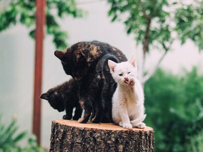 Dois filhotes permanecem junto da mãe sobre um tronco, enquanto a vegetação envolve a pequena família felina. A imagem mostra um lado doméstico e afetivo desses animais, muito distante da aura de mistério que também ajudou a transformá-los em personagens tão marcantes da cultura humana