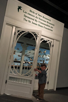 Birds of New Brunswick. Courtesy of New Brunswick Museum