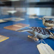 The Field is The World. Courtesy of WCMA