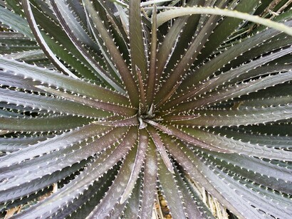 Piante grasse e cactus