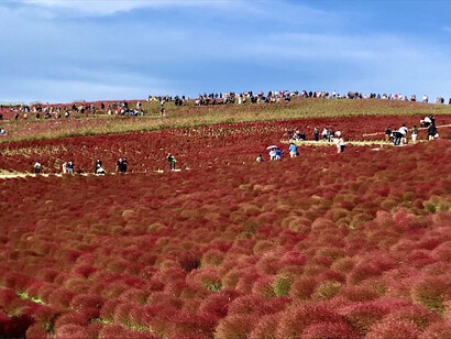 Hitachi Seaside Park in Ibaraki prefecture © Alma Reyes