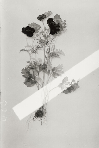 Lisa Oppenheim. Courtesy of The Approach