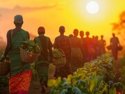 A quiet evening trek after work, showing the labour that sustains global tea, cocoa, and coffee markets