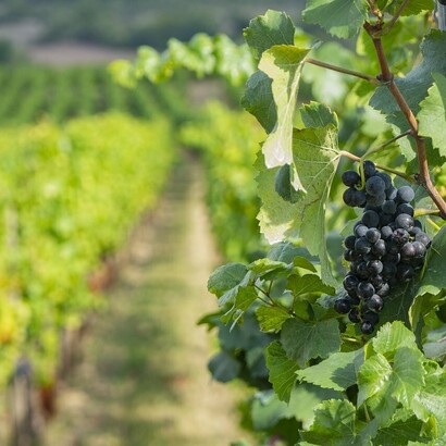 Dettaglio di un vigneto