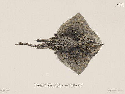 Wilhelm von Wright: Thornback Ray, Male, 1836–1857. Finnish National Gallery / Ateneum Art Museum. Photo: Finnish National Gallery / Ainur Nasretdin