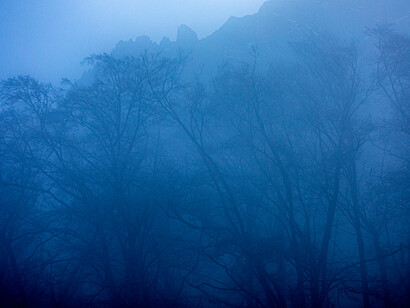 Misty forest, ph. Michael Stillwater 